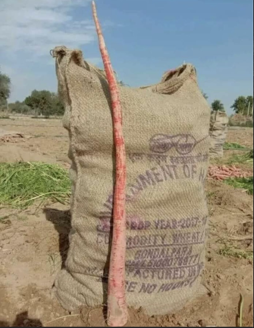Black Carrot grown under PQNK
