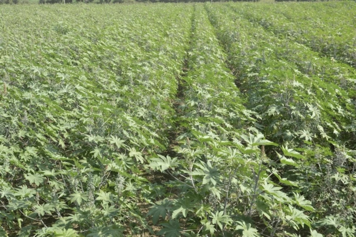 Castor grown under PQNK