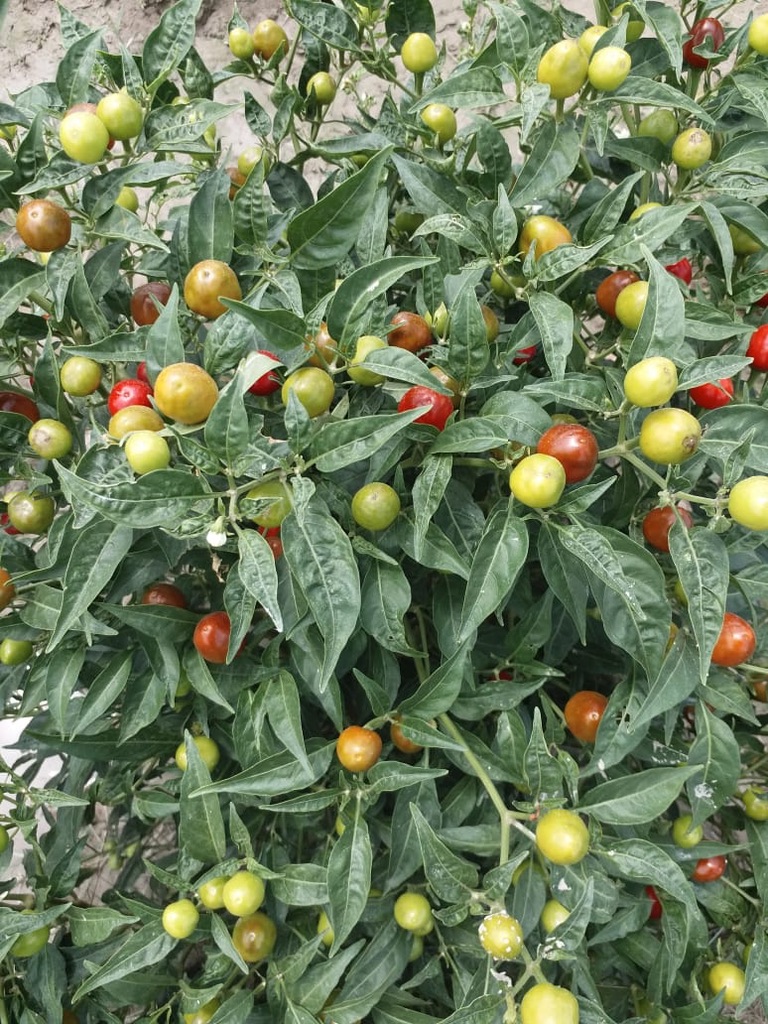Chilli grown under PQNK