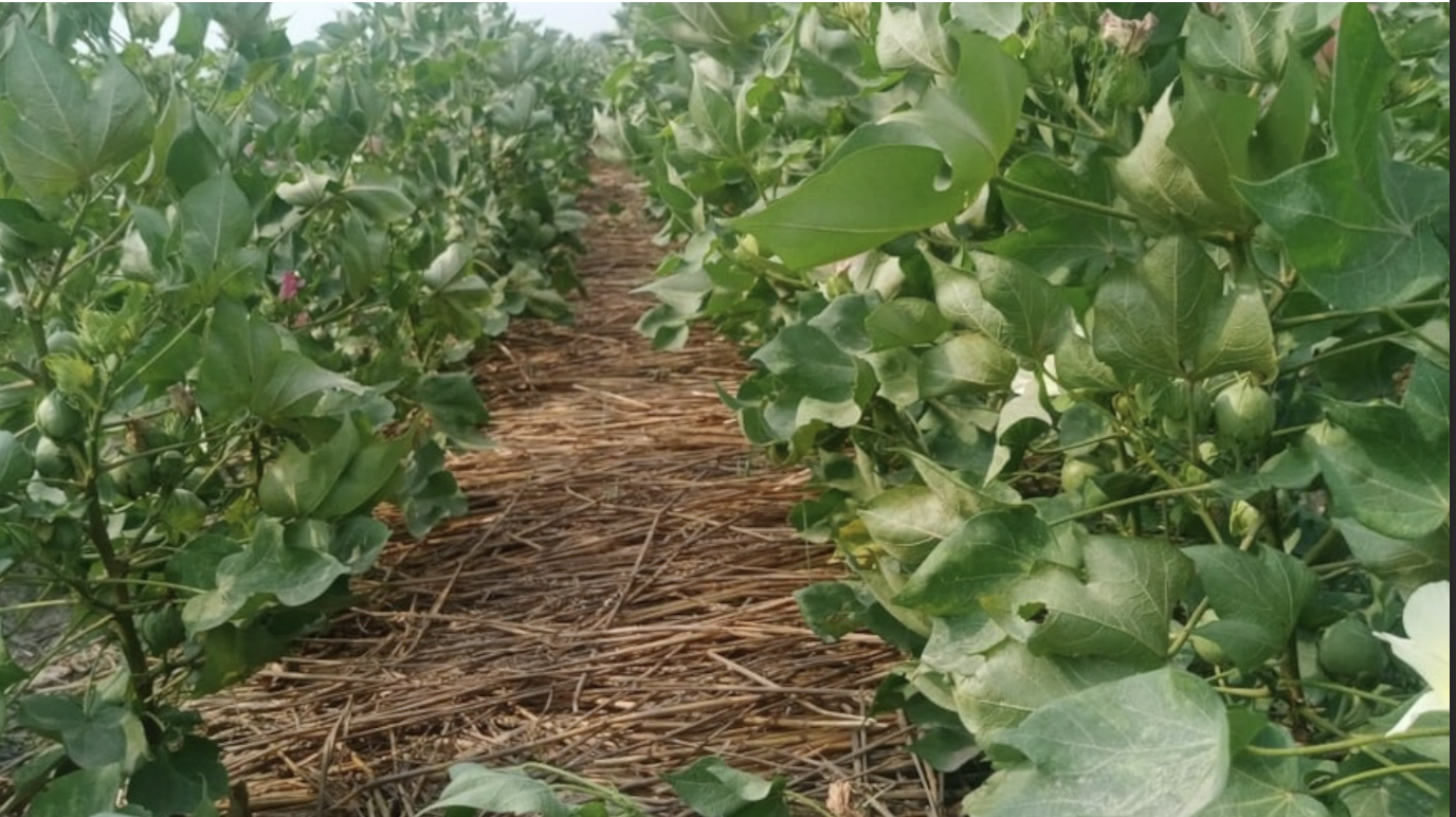 Cotton