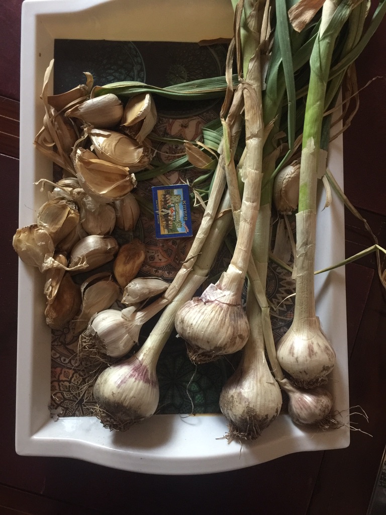 Onion & Garlic grown under PQNK