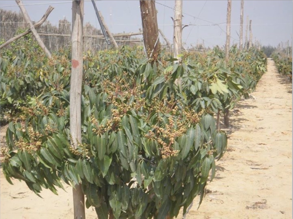 Mango grown under PQNK