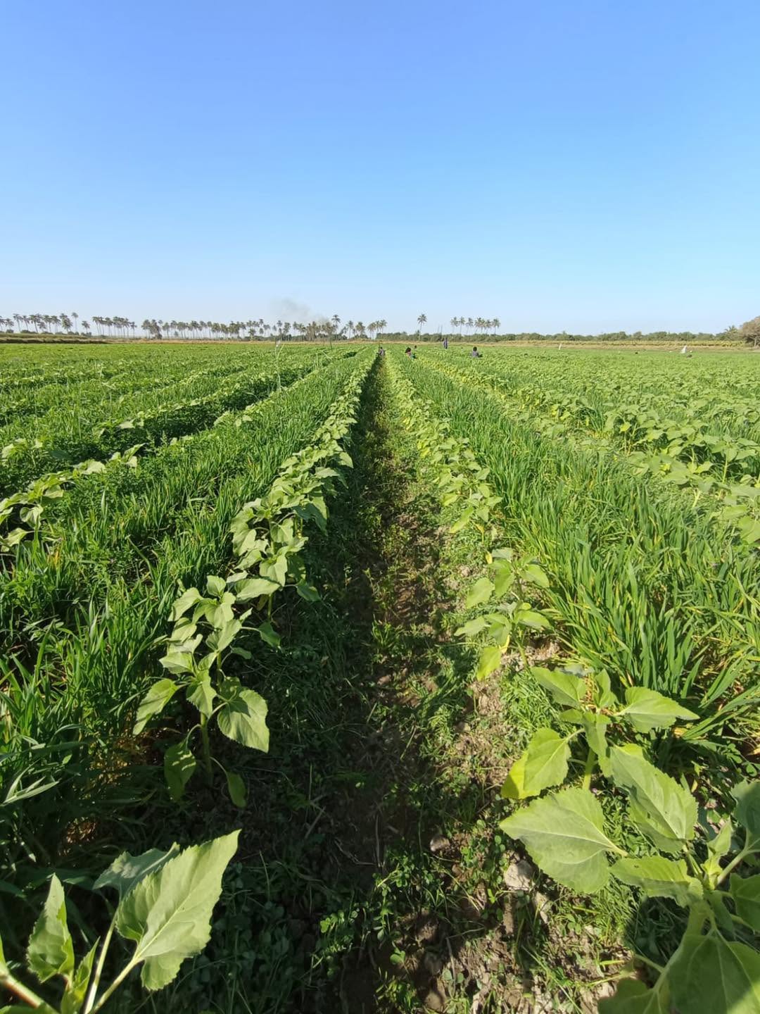 Agroforestry grown under PQNK