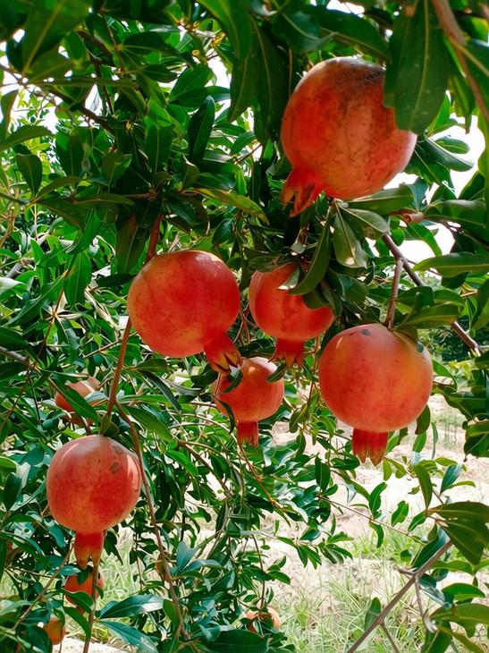 Pomegranate
