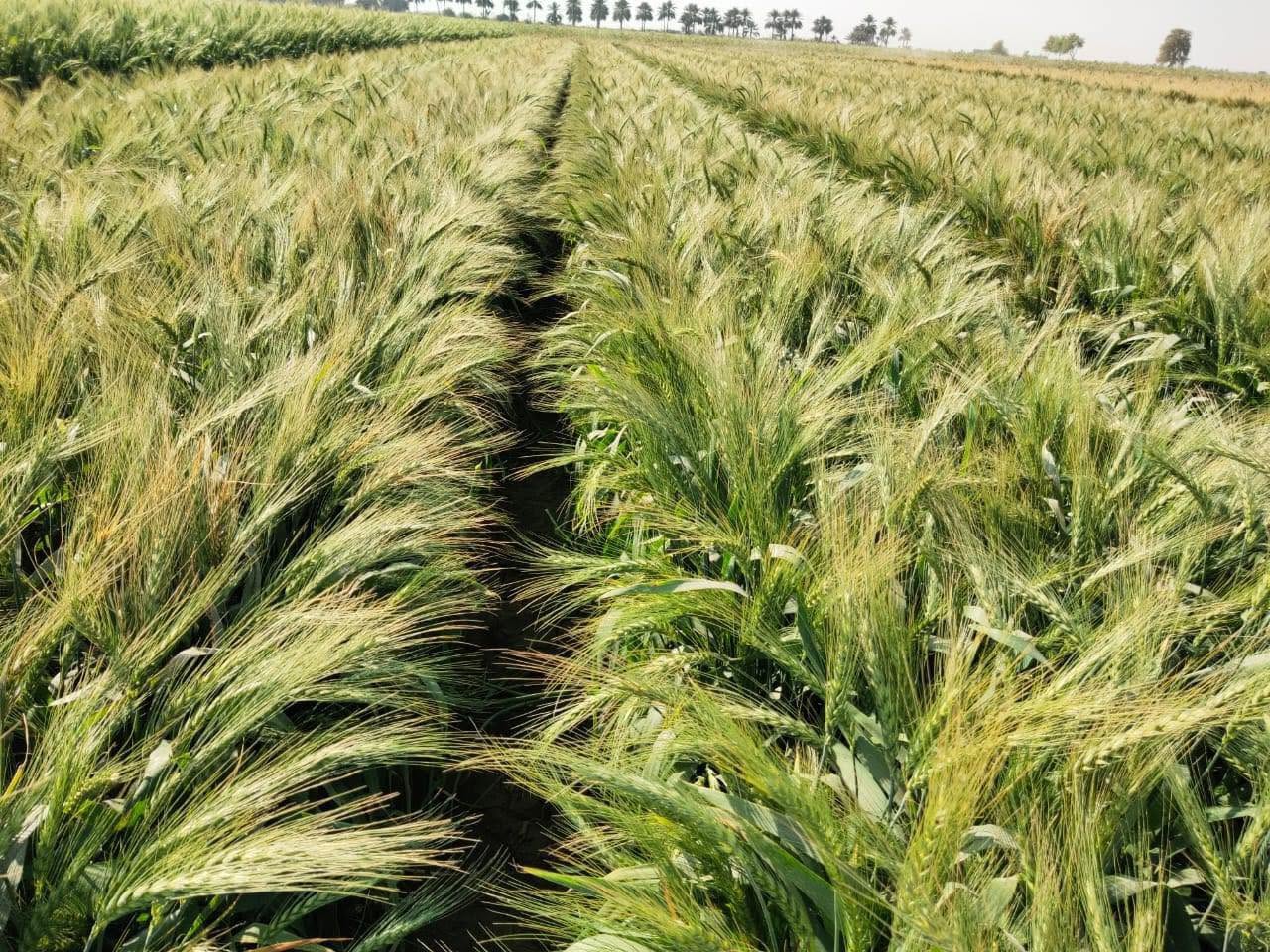 Wheat
